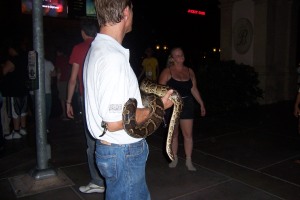 Snake on the Strip....whaaaa????